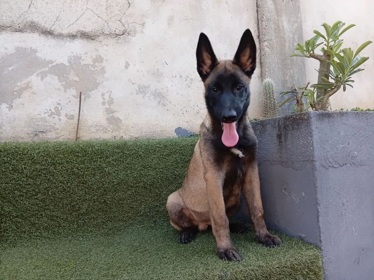Pastor belga Macho  - Foto 5