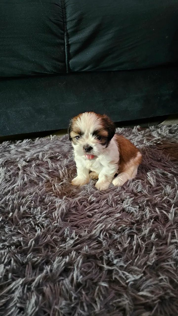 Filhote shih-tzo  - Foto 2