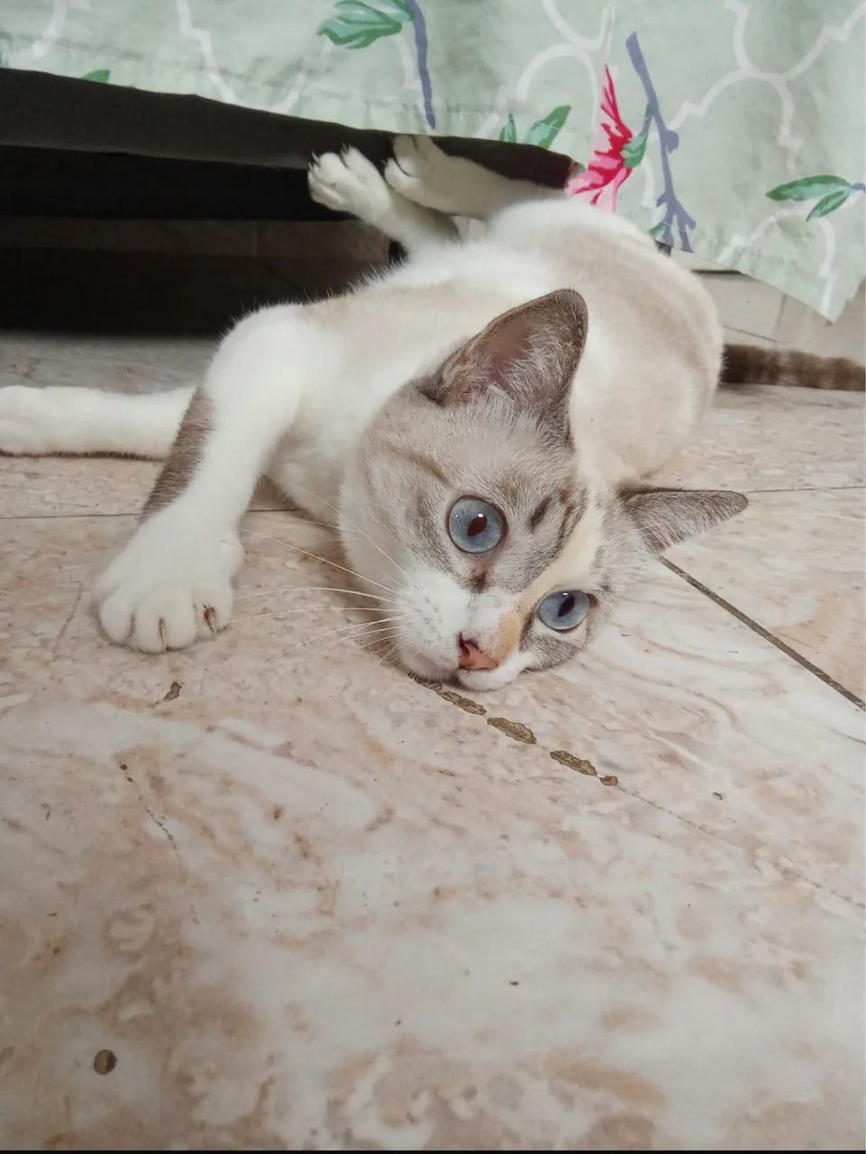 Gata para adoção  - Foto 2