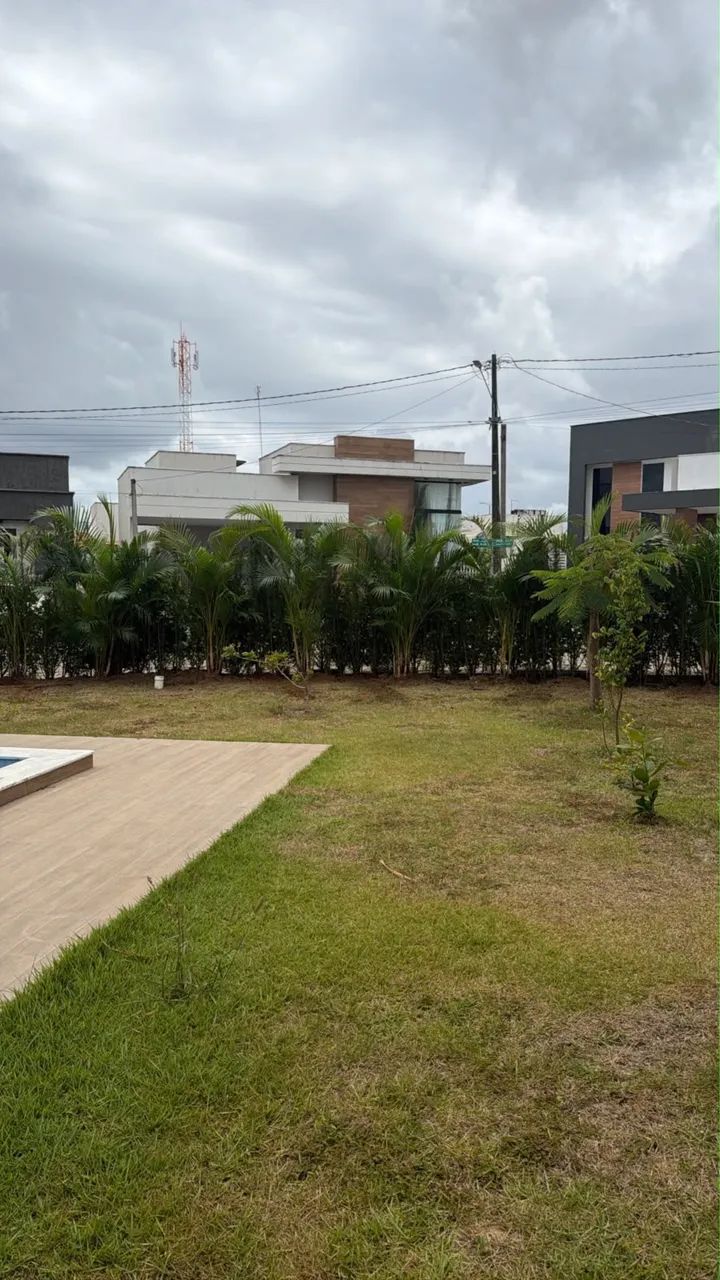 Palmeiras e Podocarpas  - Foto 2