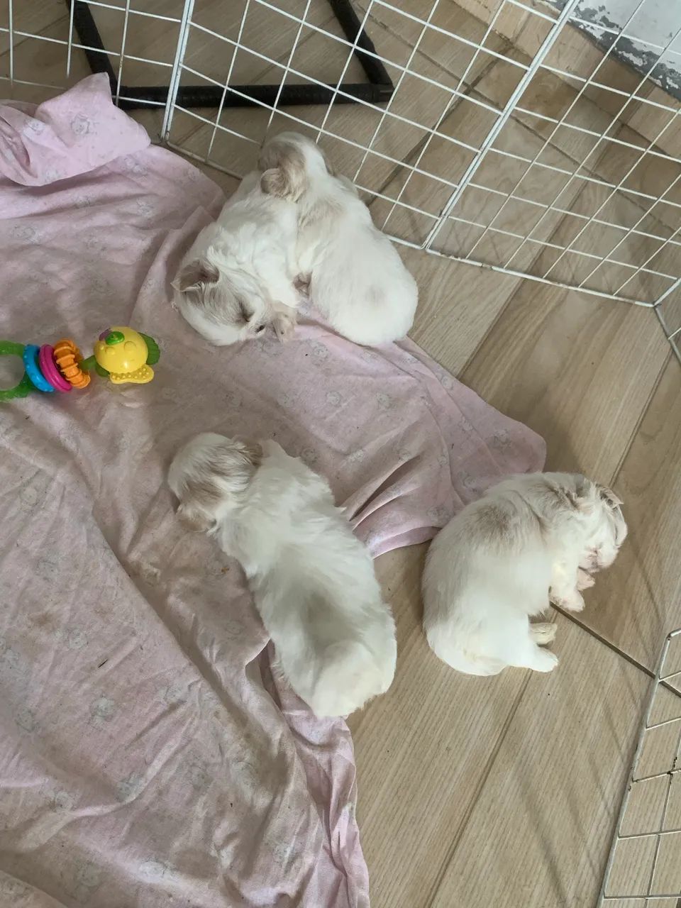 Shihtzu  - Foto 3