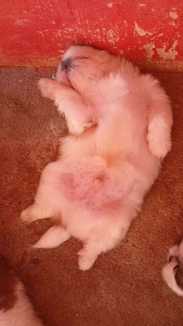 Cachorro  - Foto 5