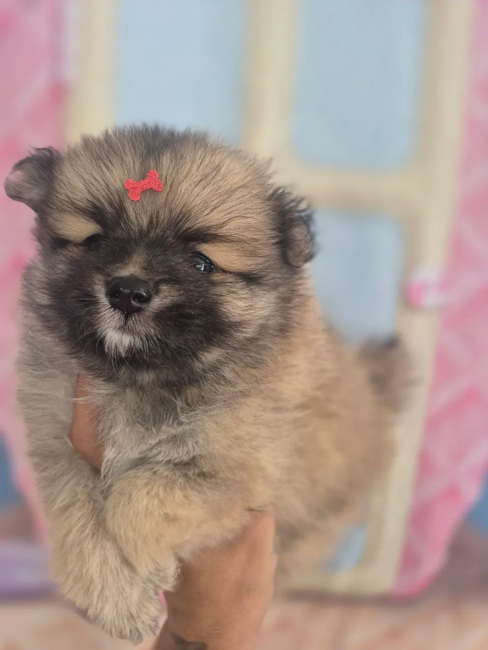 Lulu macho - Foto 3
