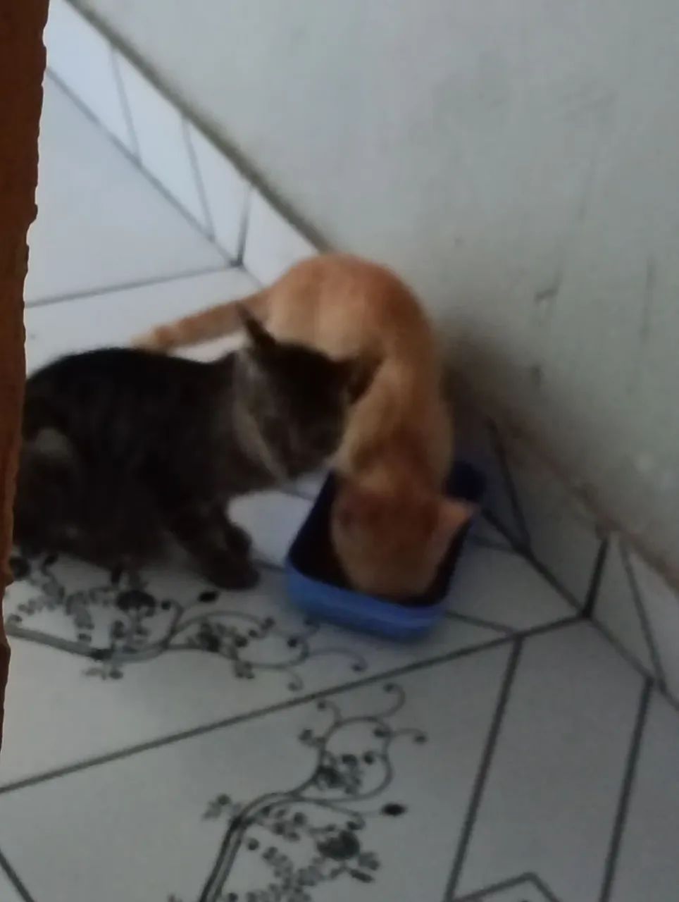 Doação  - Foto 2