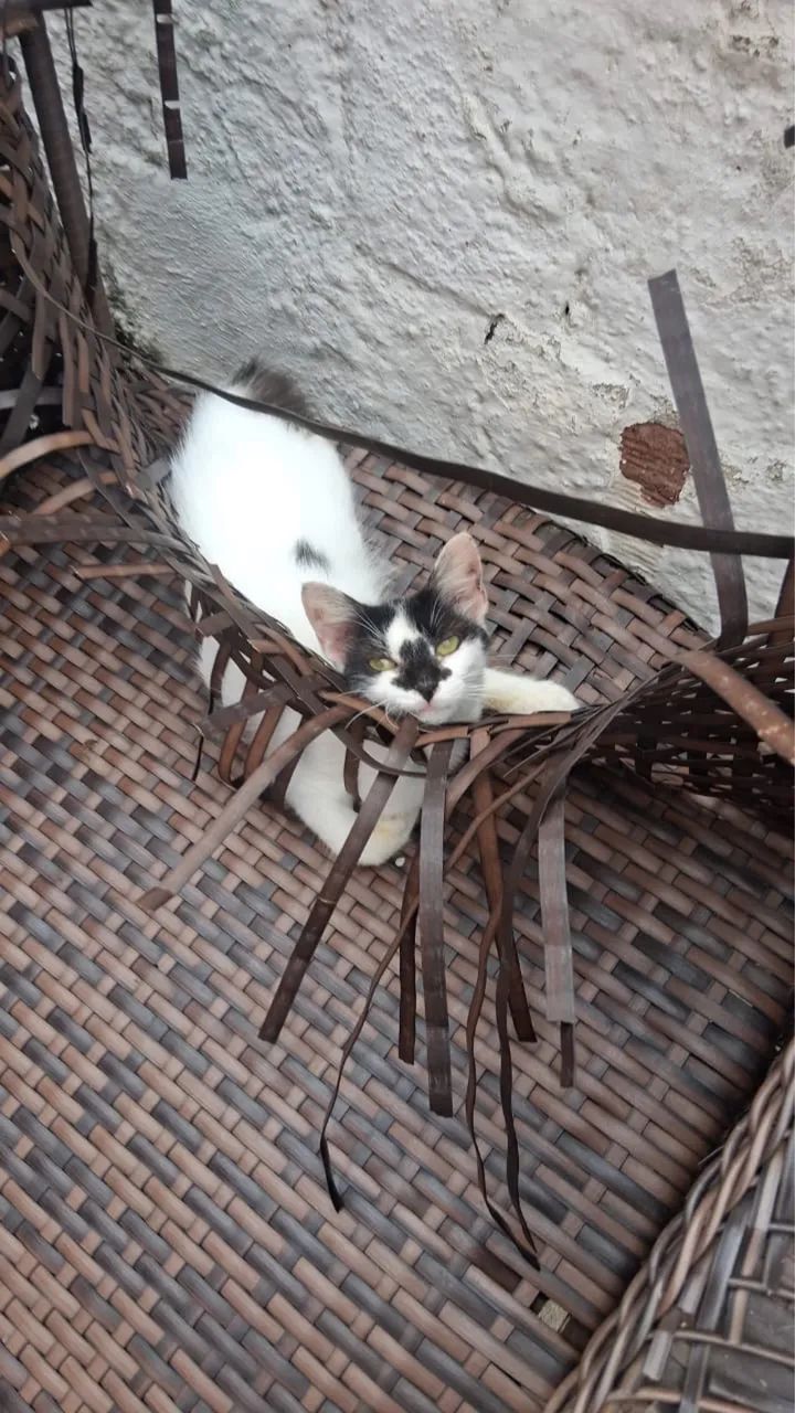 Adoção responsável  - Foto 2