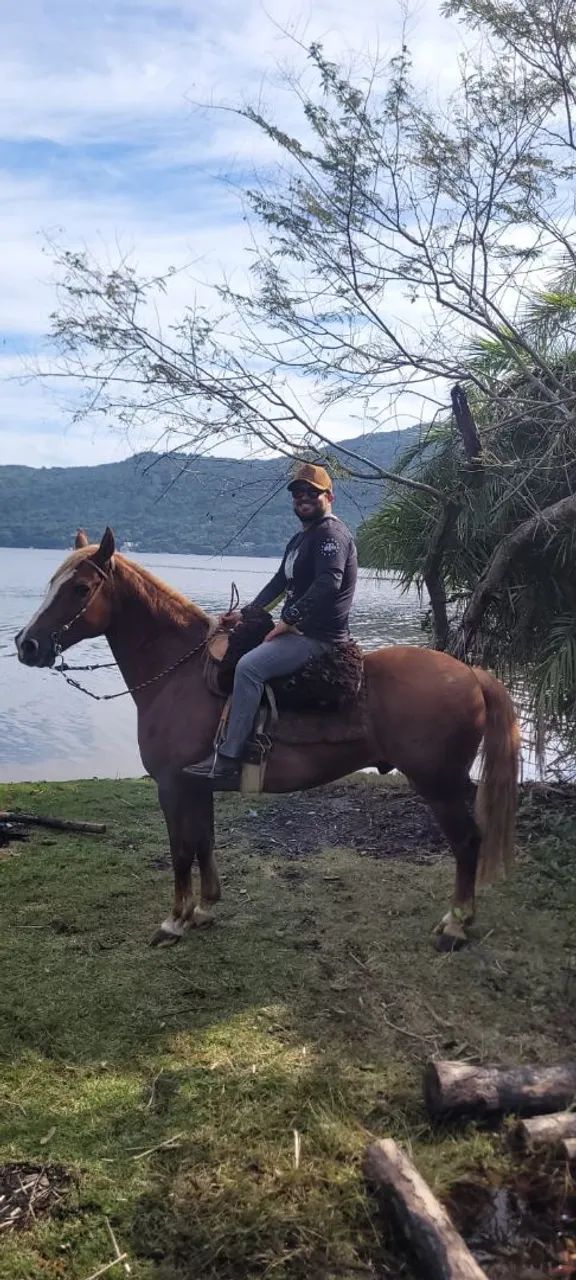 Vendo cavalo - Foto 3