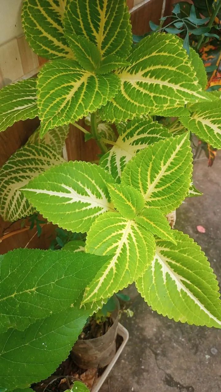 Plantas mudas