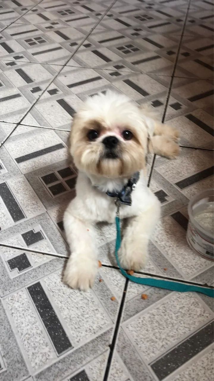 Cachorro