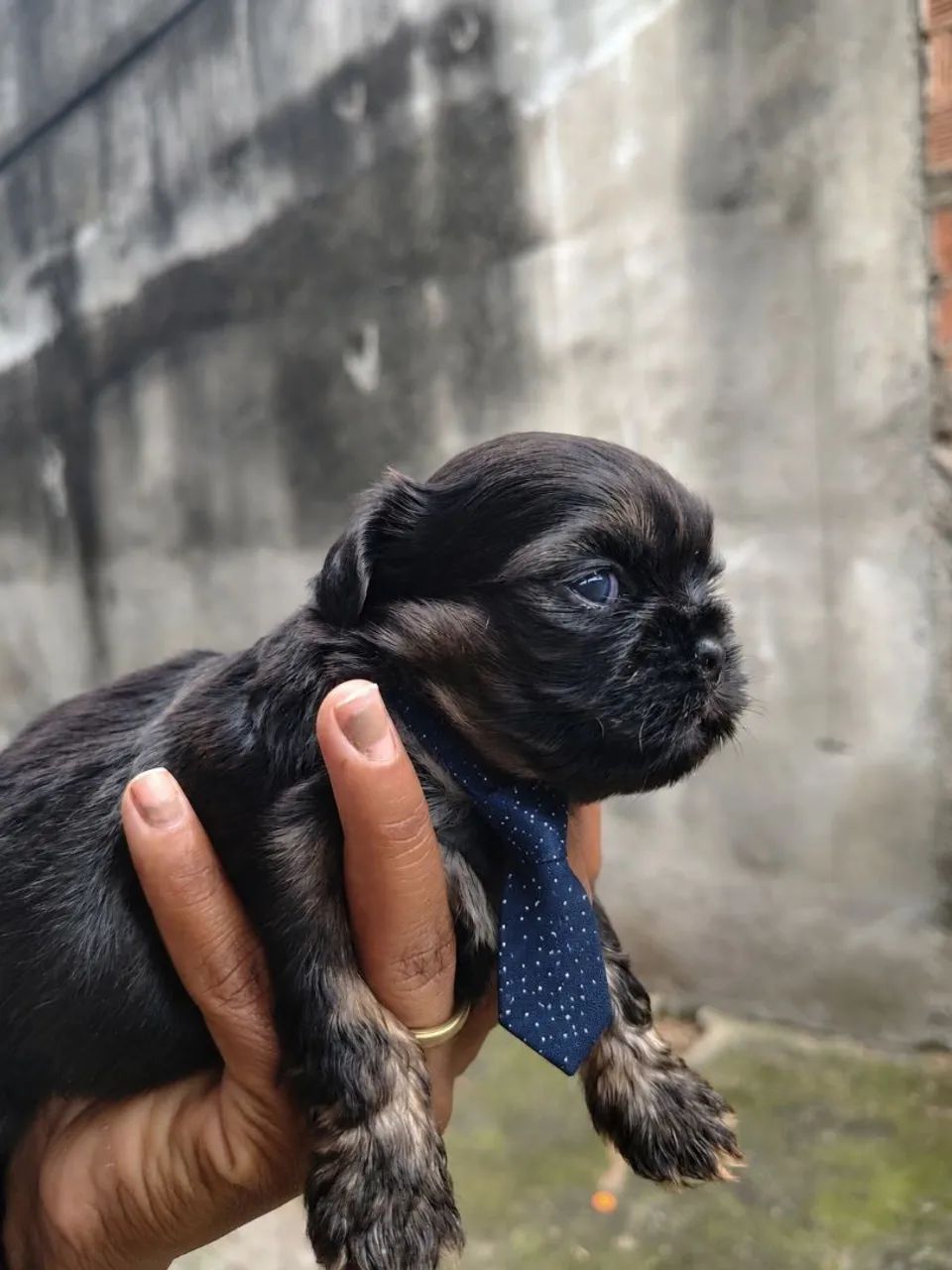 Shitzu  - Foto 3