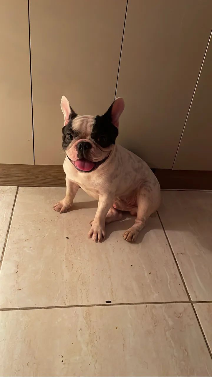 Buldogue francês para coberta  - Foto 2
