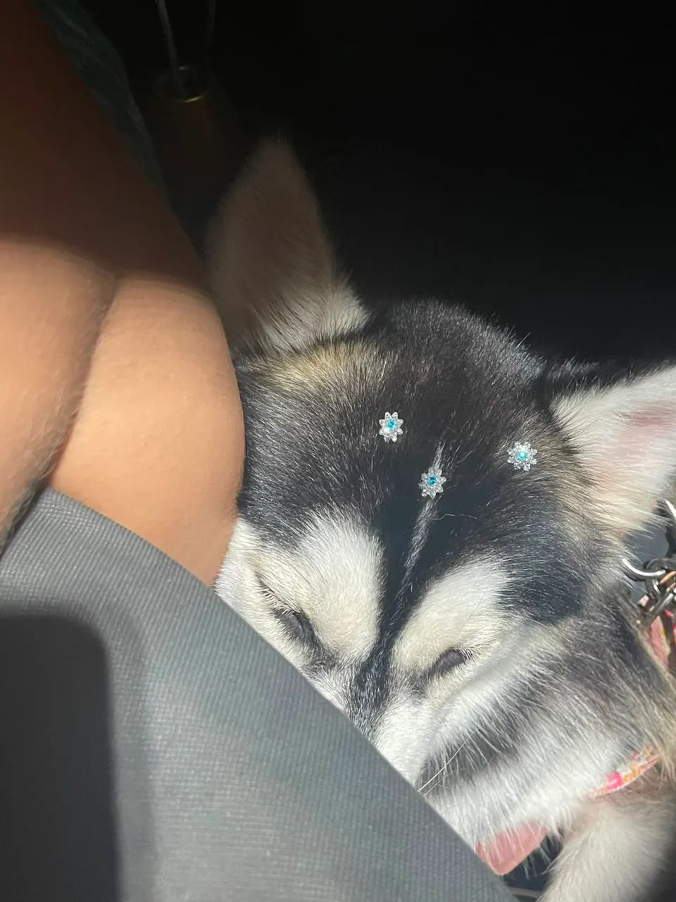 Husky siberiano  - Foto 2