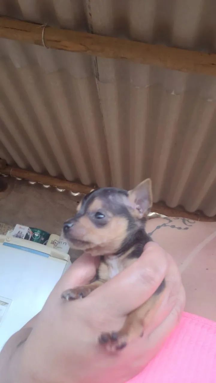 Vendo 0  - Foto 4