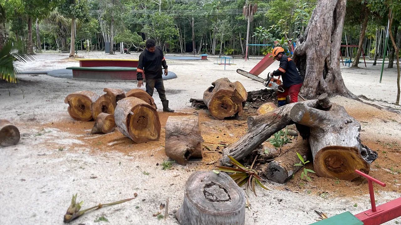 Podas de árvores  - Foto 5