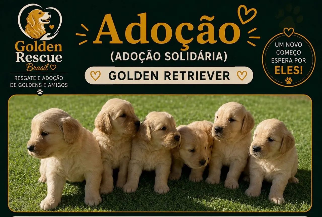 Filhotes para ADOÇÃO 
