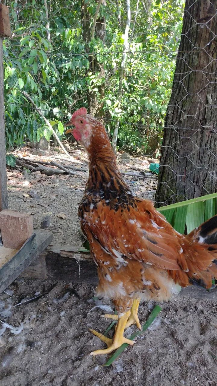 Frango GSB disponível  - Foto 2