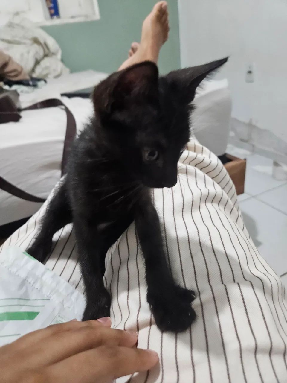 Gatinho de 2 meses  - Foto 2