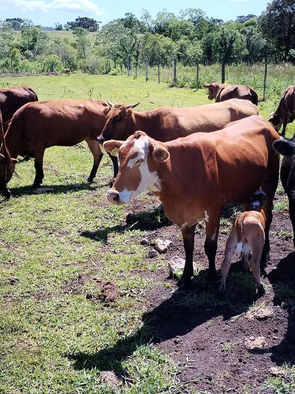 Vacas e novilhas  - Foto 3