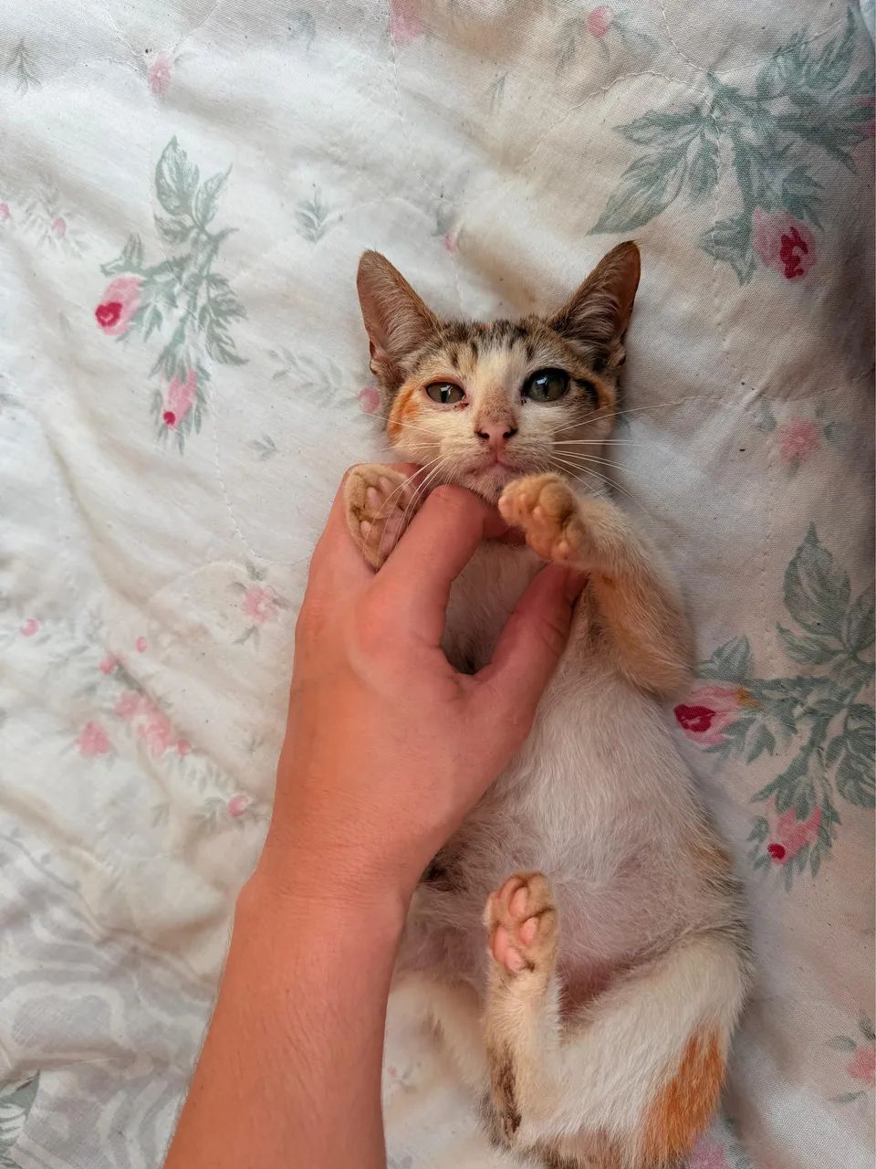 Gatinha para doação  - Foto 2