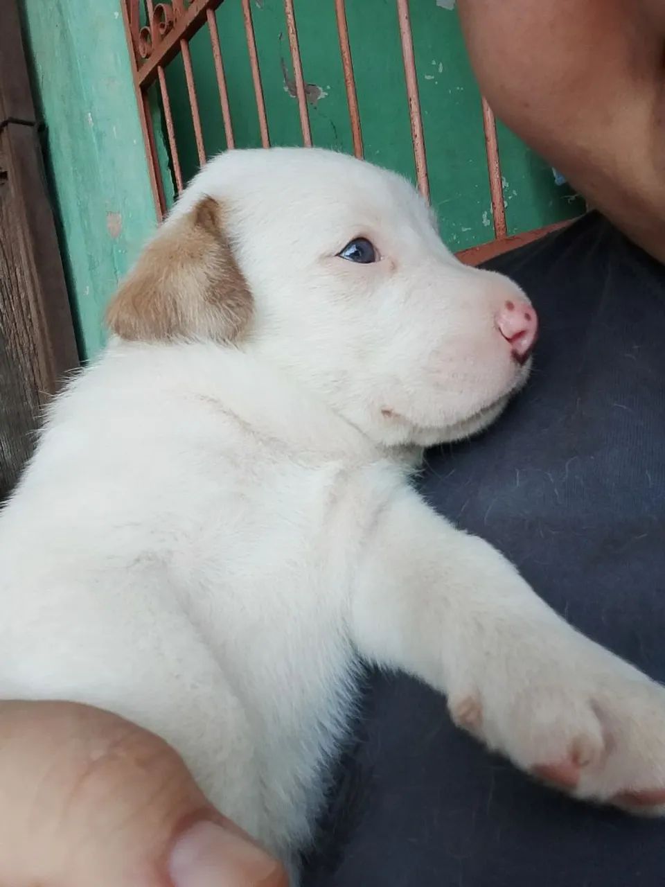 Filhotes para cão de guarda. - Foto 3