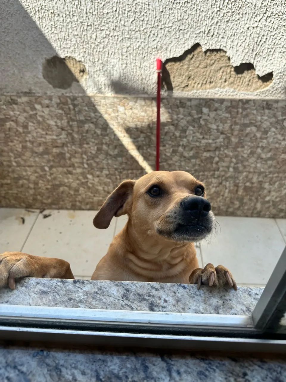 Cachorro - Doação  - Foto 2