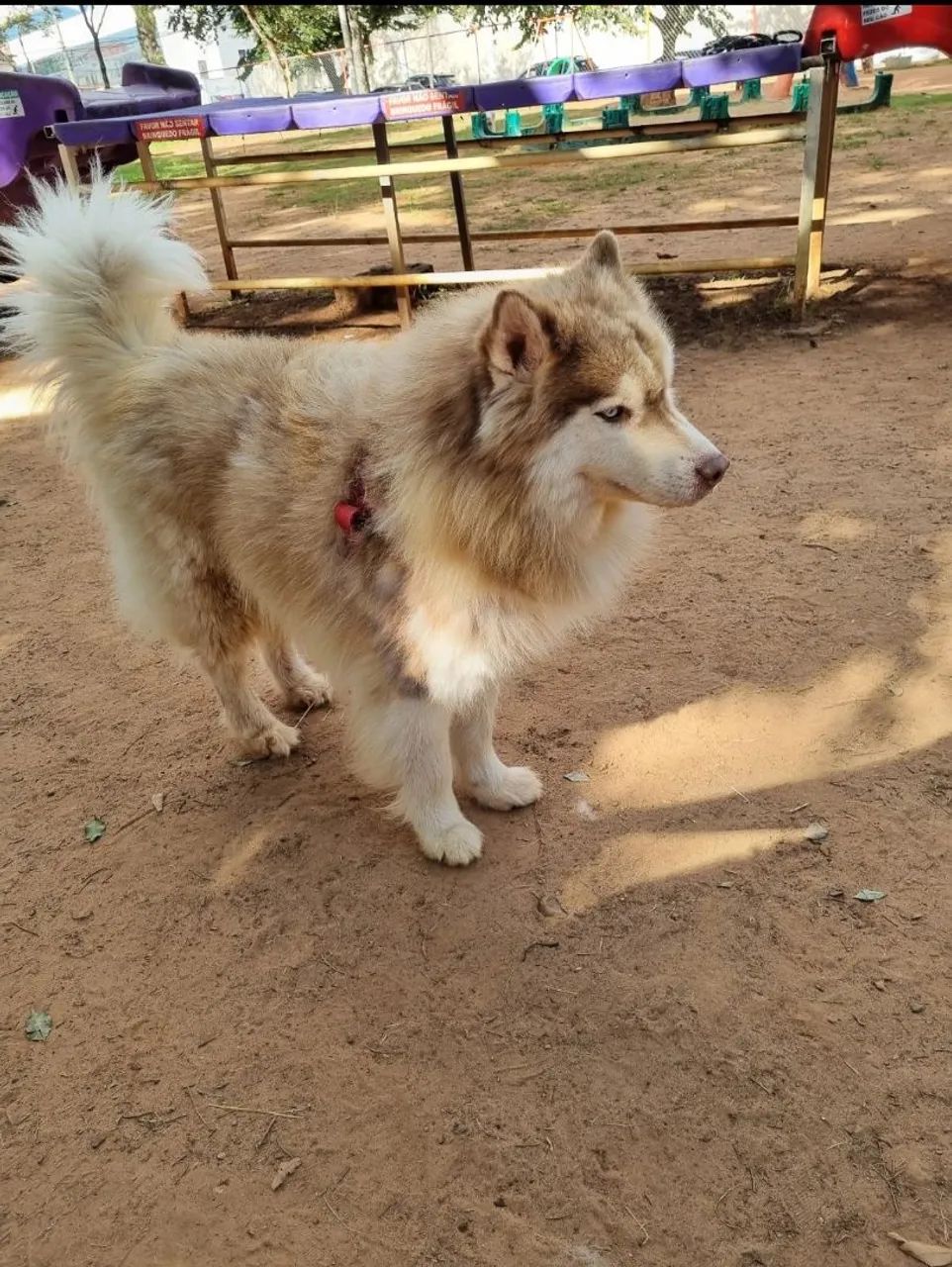 Doaçao de Husk Siberiano