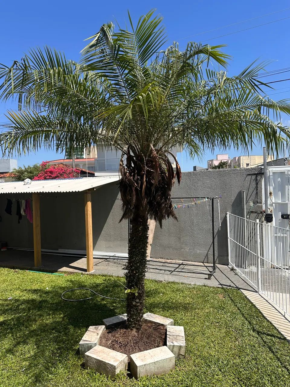 Mini coqueiro já grande 