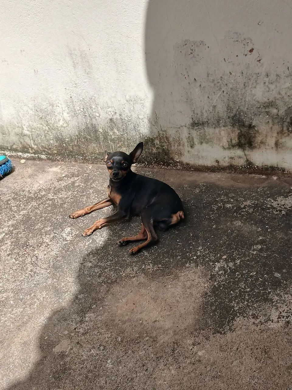 Pinscher macho - Foto 2