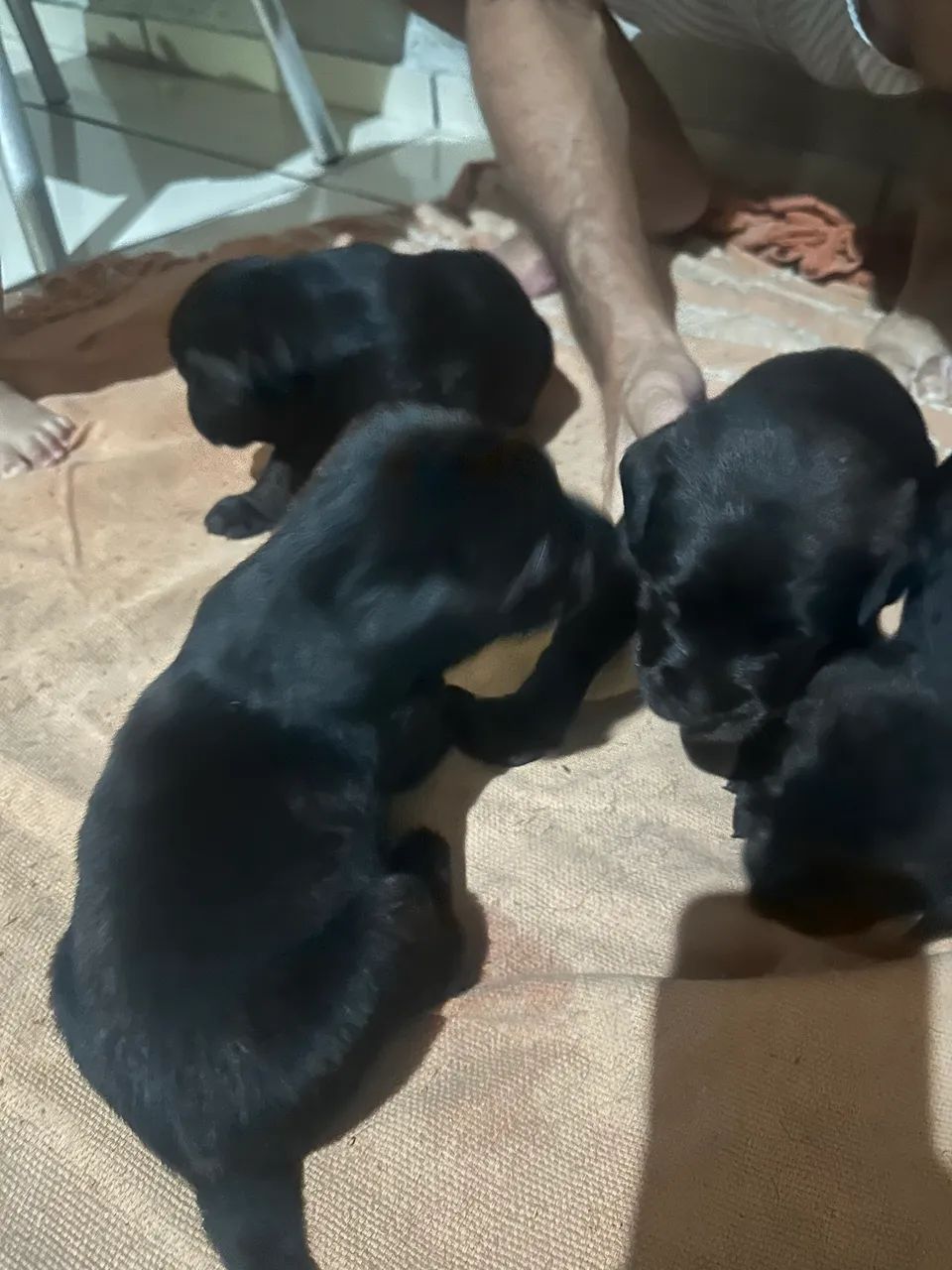 Filhote de labrador  - Foto 5