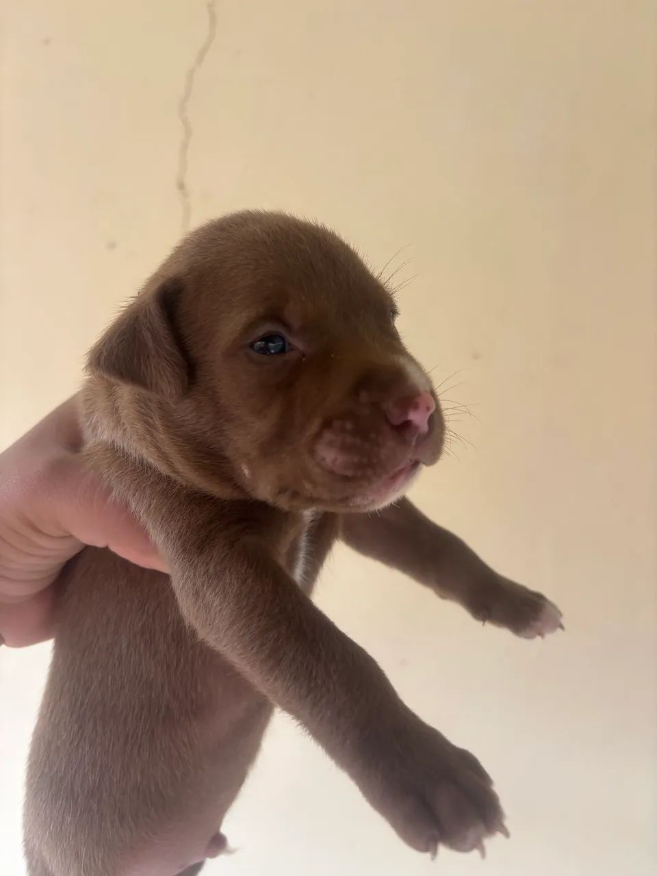 Cachorro pitbull  - Foto 5