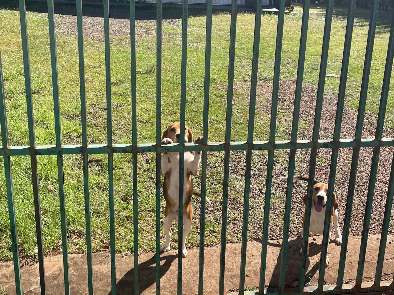 Beagle - Foto 2