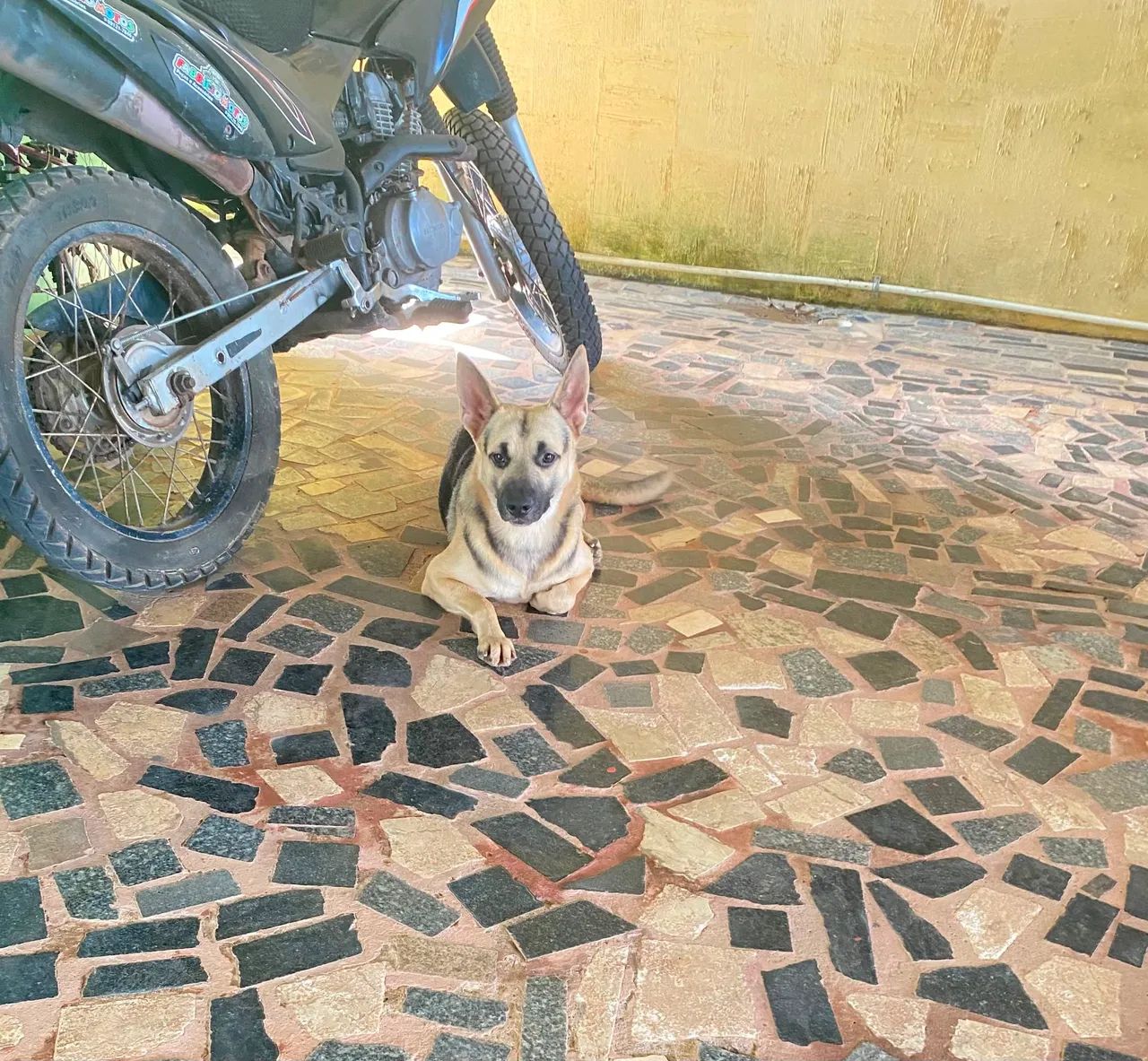 Doação pastorzinho  - Foto 2
