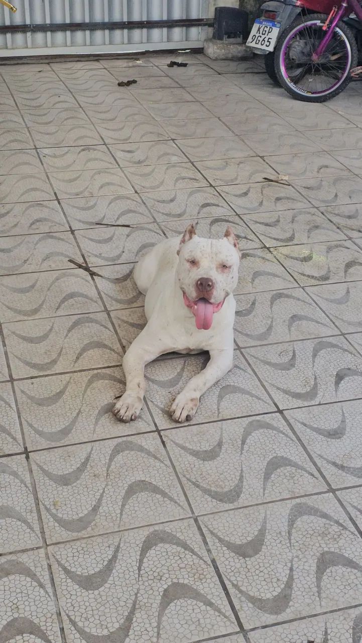 Doação de pitmonster