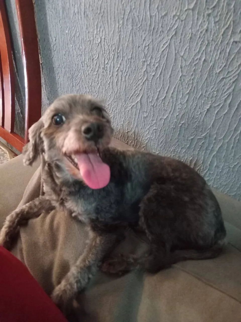 Doação dessa cachorrinha!