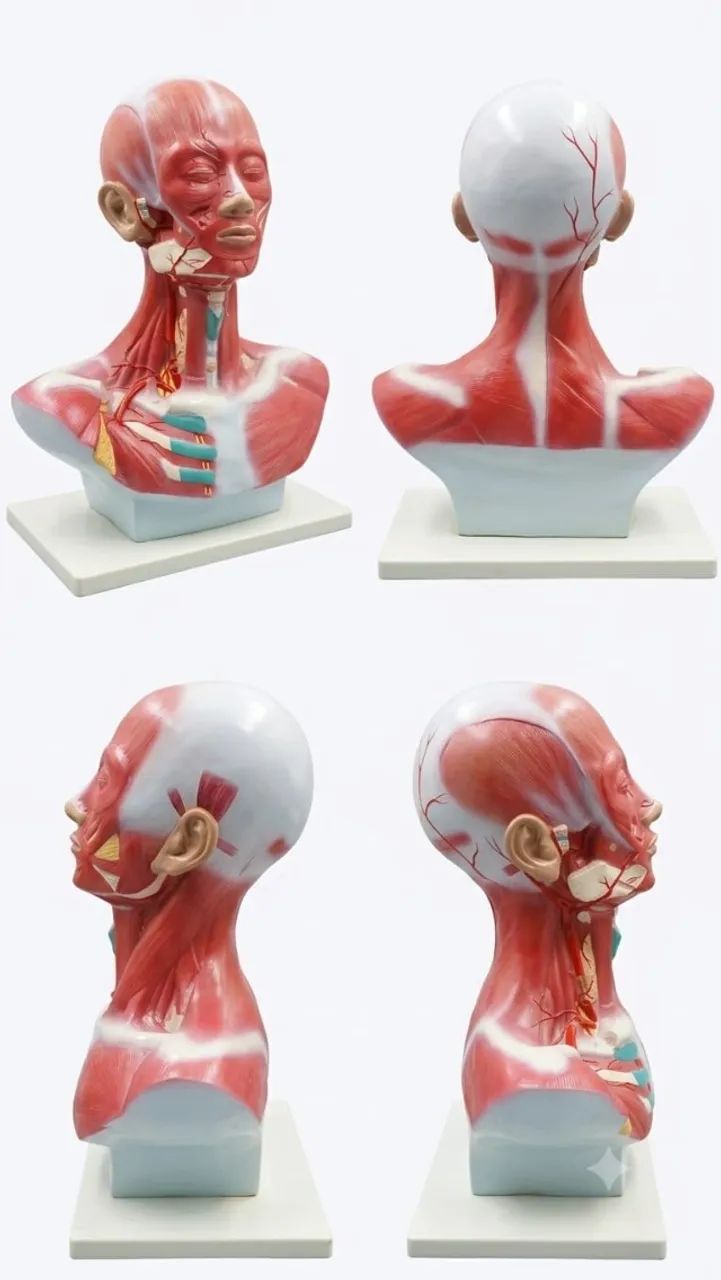 Modelo Anatômico de Musculatura Cabeça e Pescoço DV00239