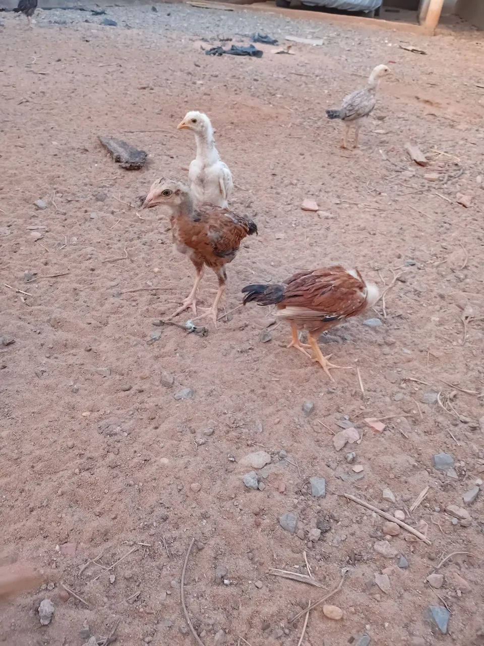 Galinhas e pintos - Foto 2