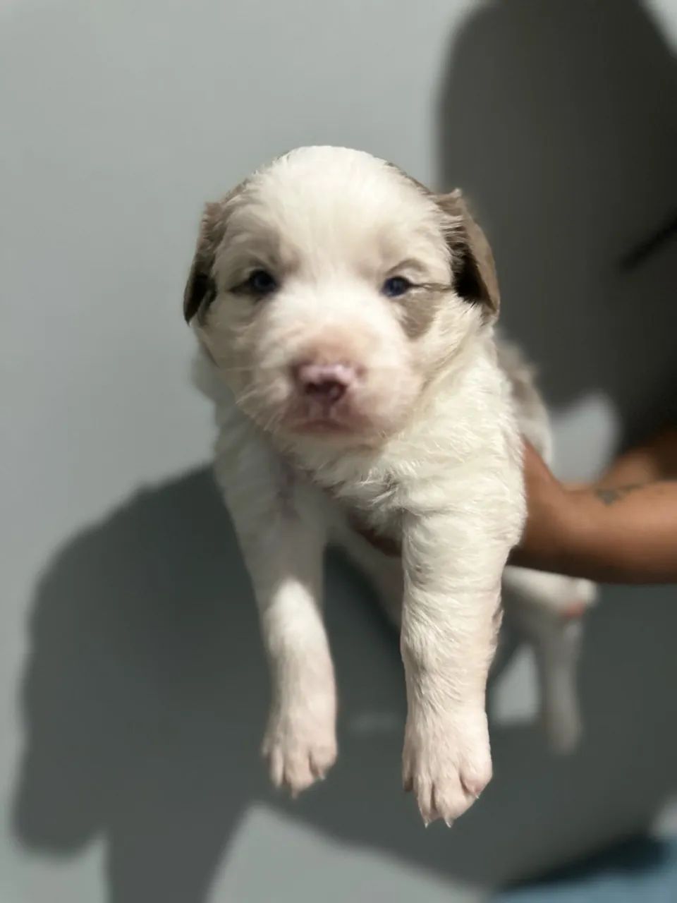 Border collie merle 