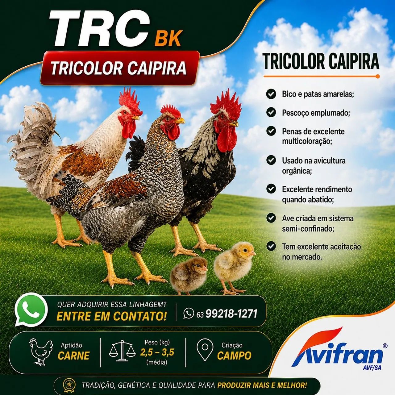 Caixa de pintinhos 100 unidades. - Foto 3
