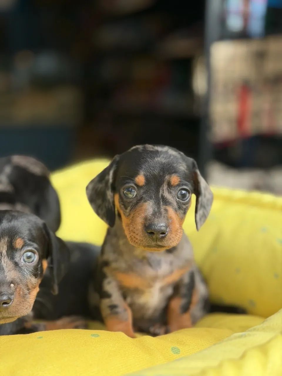 Dachshund arlequim macho  - Foto 4