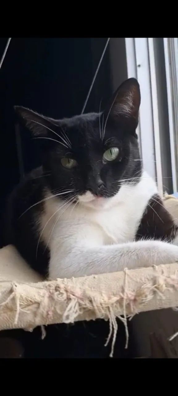 LORD, CASTRADO E VACINADO