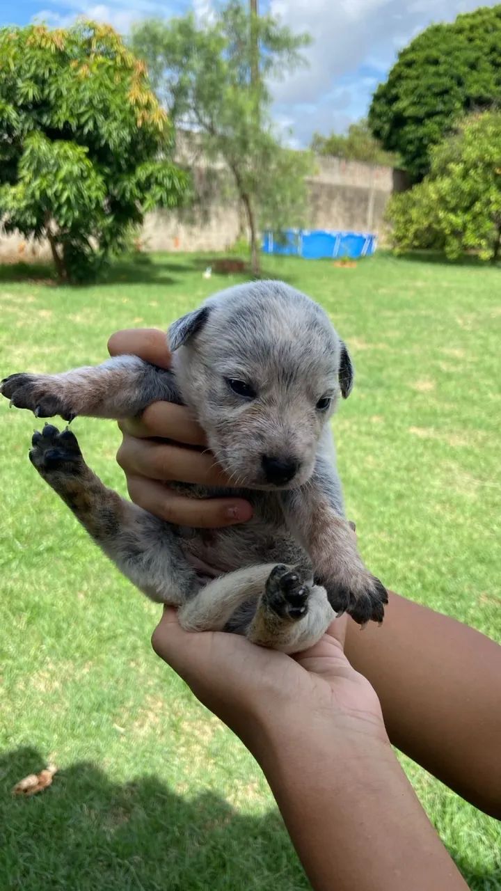 Boiadeiro Australiano/ Blue Heeler  - Foto 3
