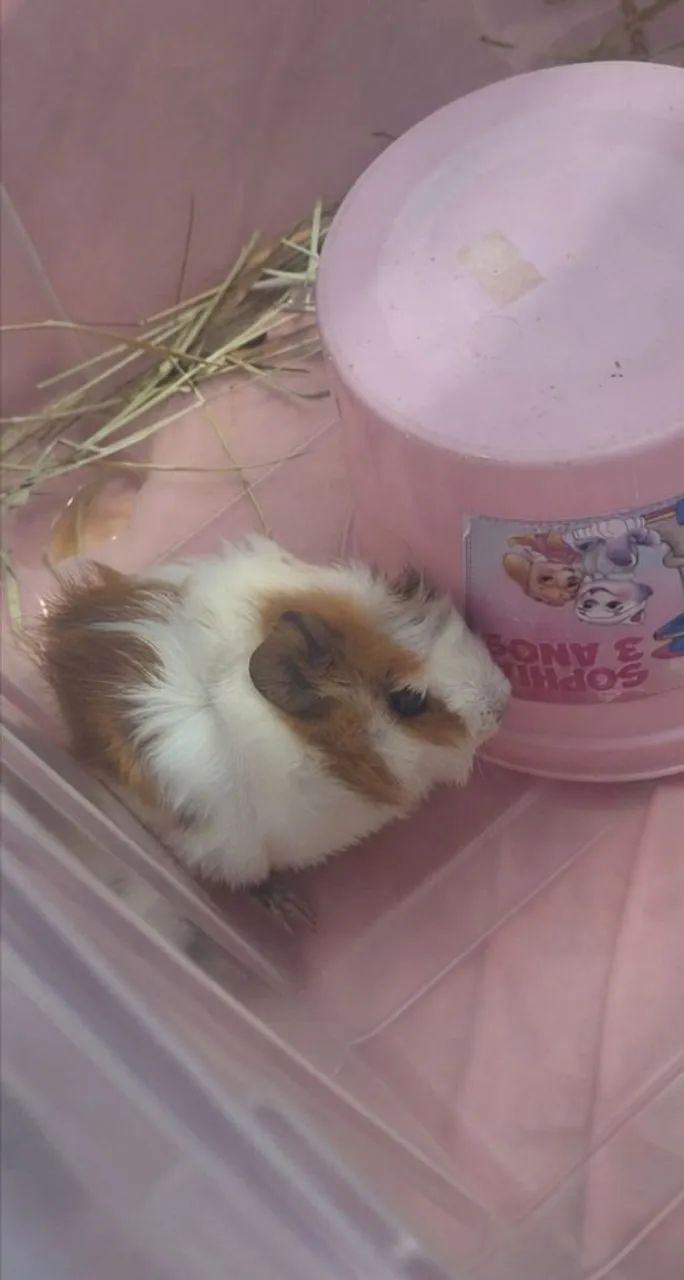 Porquinho da Índia fêmea filhote - Foto 2