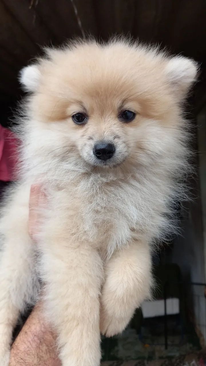 Spitz alemão raposinha 