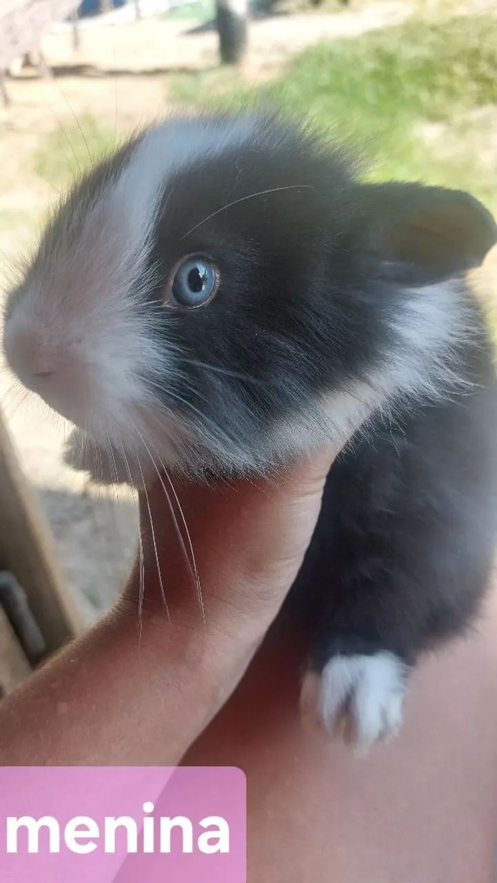 Coelha Mini Lion Head Preta com olhos Azuis Sensacional super peluda disponível  - Foto 2