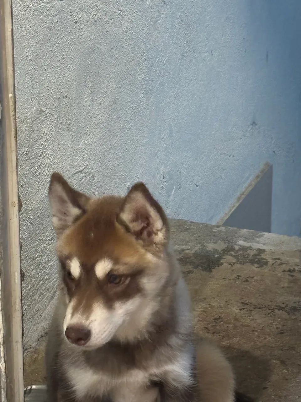 Husky - Foto 3