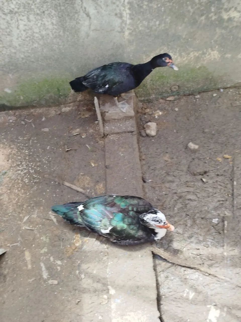 Casal de Patos - Foto 2