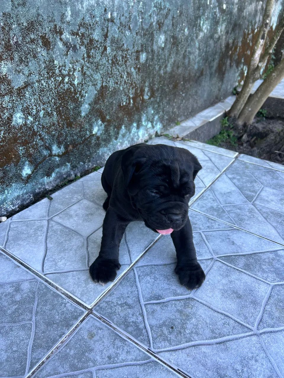 Filhotes Cane Corso Italiano - Foto 4