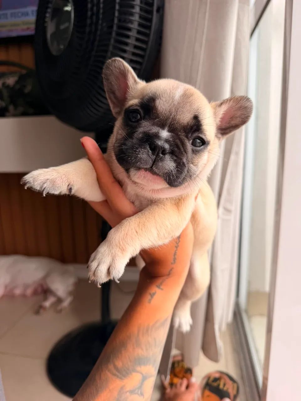 BULDOGUE FRANCÊS  - Foto 3