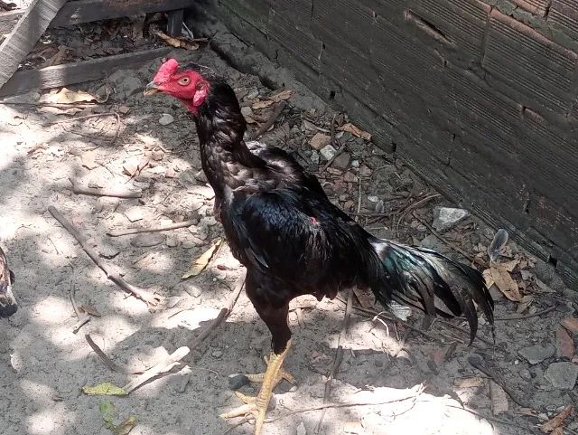 Vendo Galos e Frangos  - Foto 3