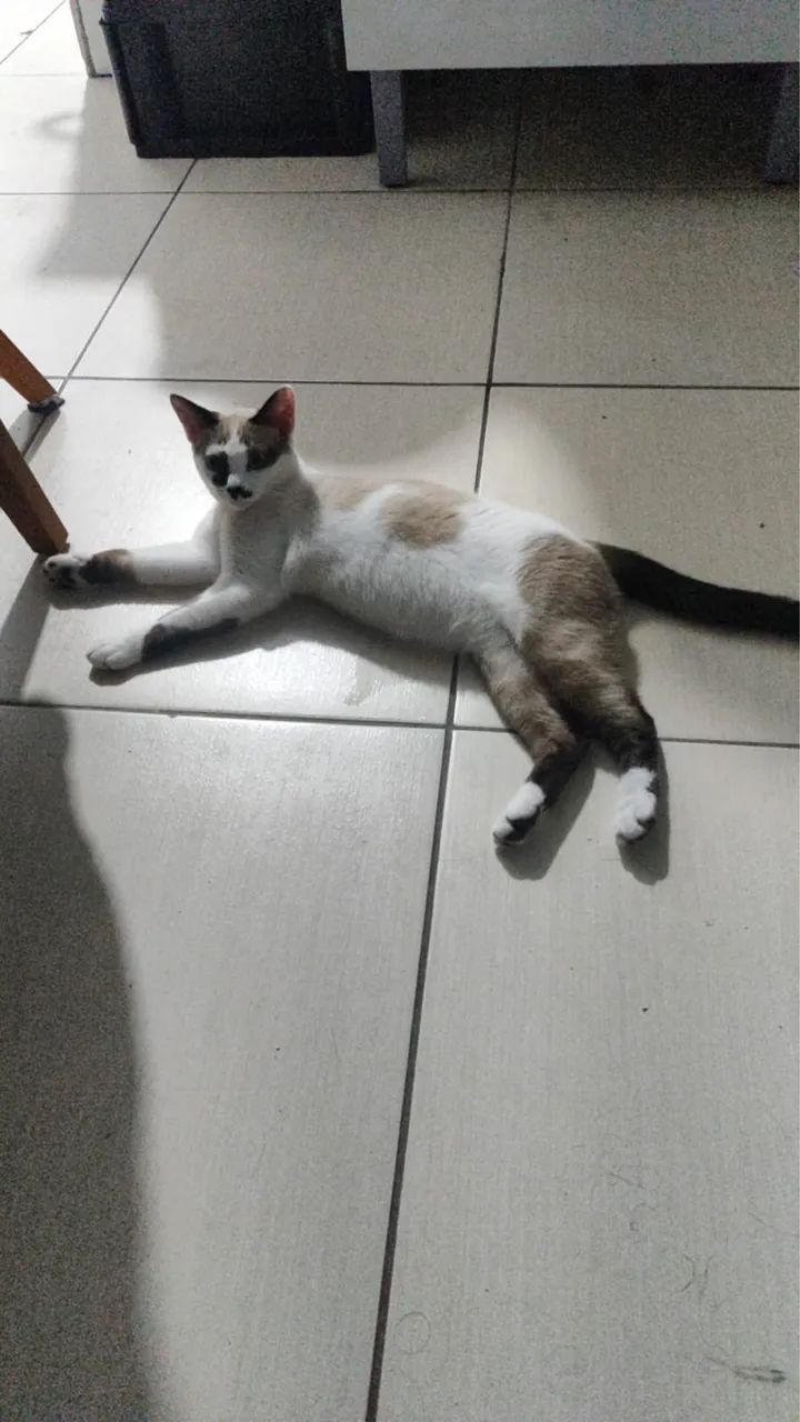 Gatinha - Foto 3