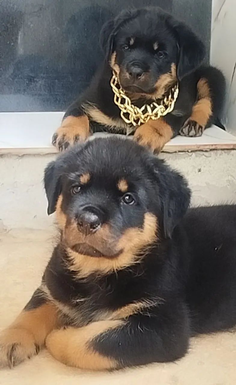 FEMEA ROTTWEILERS - Foto 4